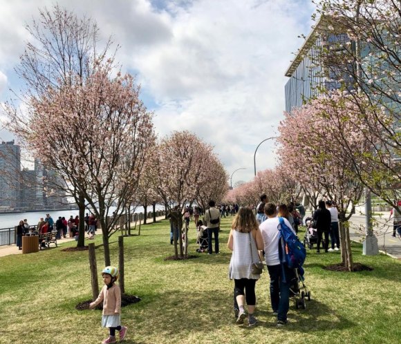 Roosevelt Island Cherry Blossom Festival Success and Related Troubles Roosevelt Island Cherry Blossom Festival Success and Related Troubles